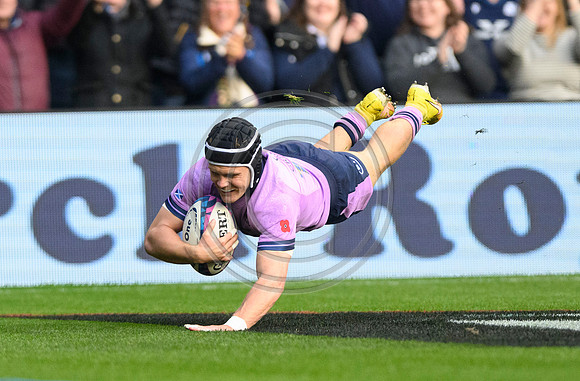 Scotland v New Zealand