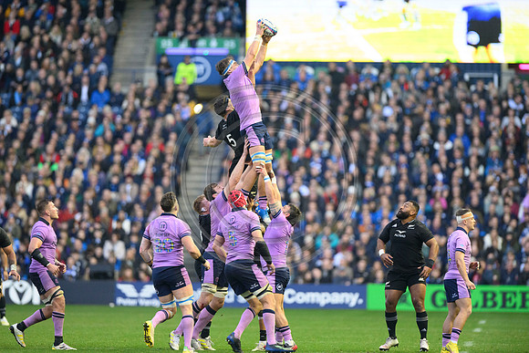 Scotland v New Zealand