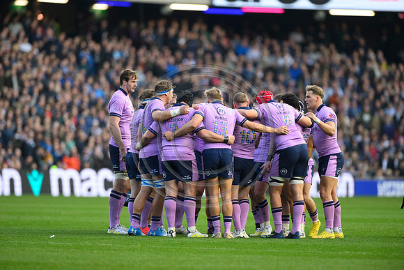 Scotland v New Zealand