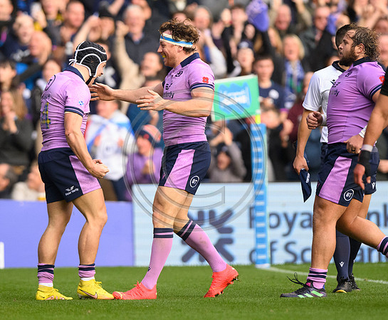 Scotland v New Zealand