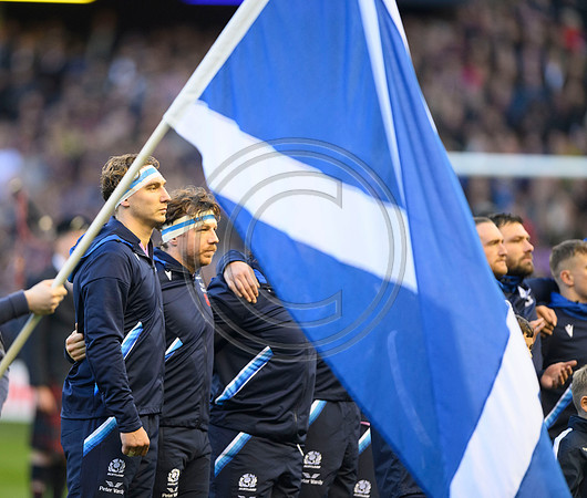 Scotland v New Zealand