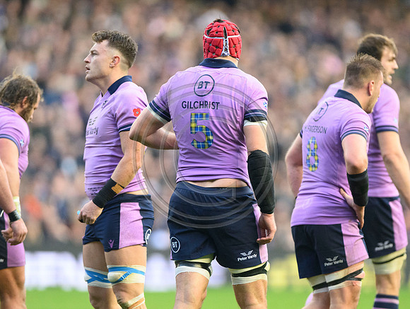 Scotland v New Zealand