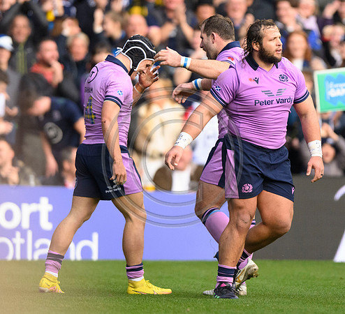Scotland v New Zealand