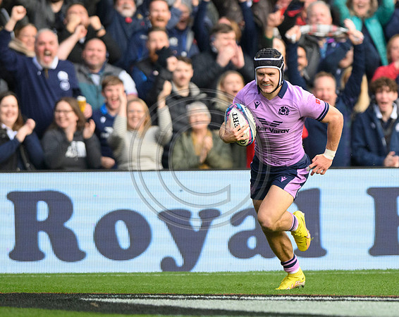 Scotland v New Zealand