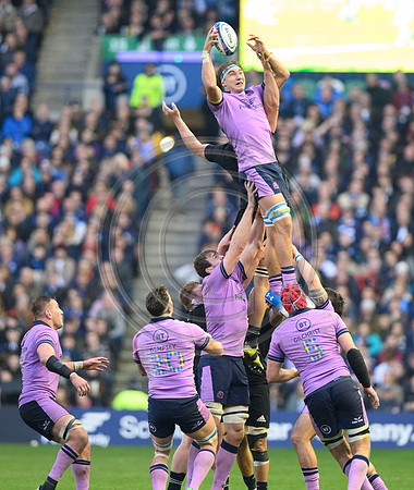 Scotland v New Zealand
