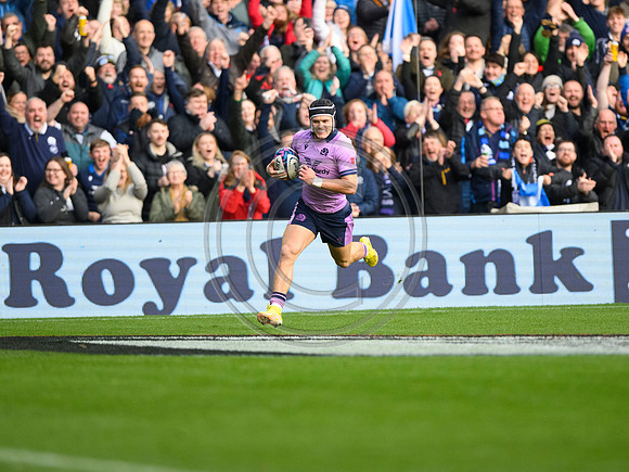 Scotland v New Zealand