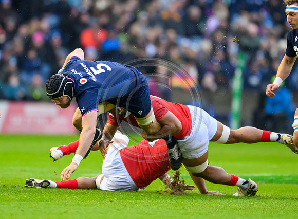 Scotland v Tonga