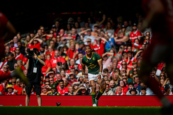 Wales v South Africa