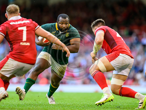 Wales v South Africa