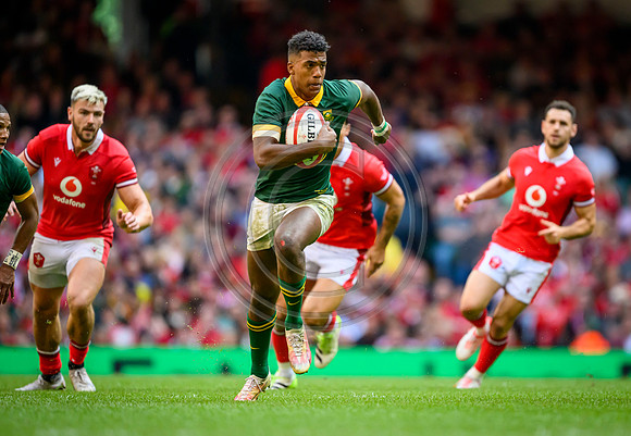 Wales v South Africa