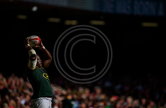 Wales v South Africa