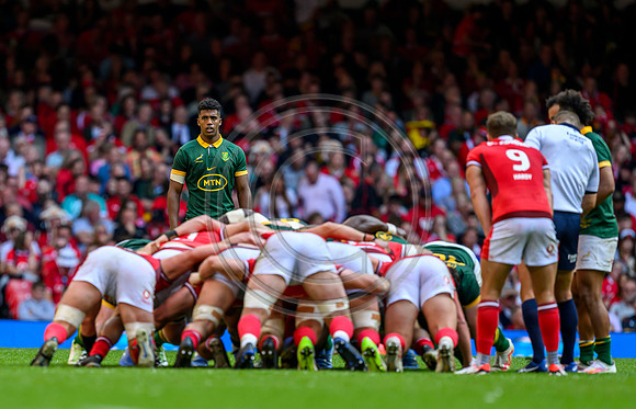 Wales v South Africa