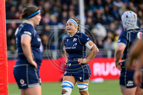 Scotland v New Zealand