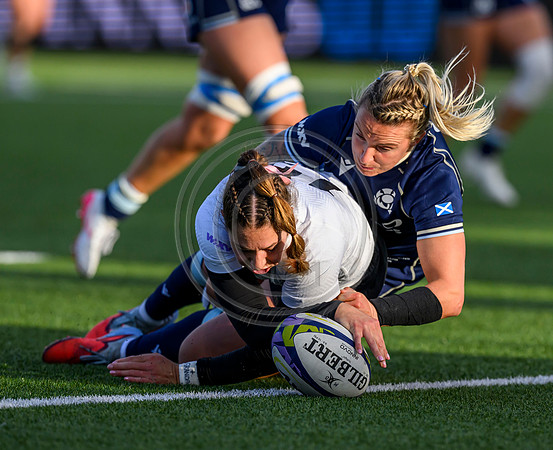 Scotland v New Zealand