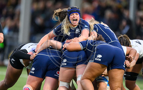 Scotland v New Zealand