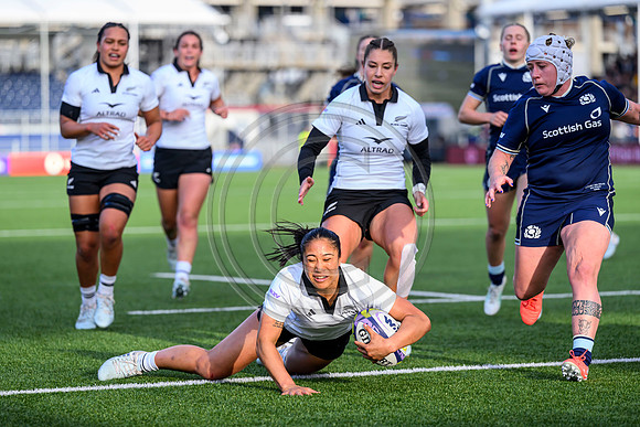 Scotland v New Zealand