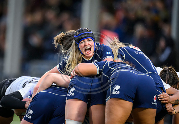 Scotland v New Zealand