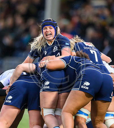 Scotland v New Zealand