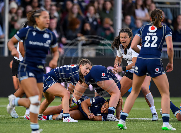 Scotland v New Zealand