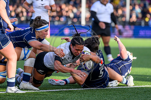 Scotland v New Zealand