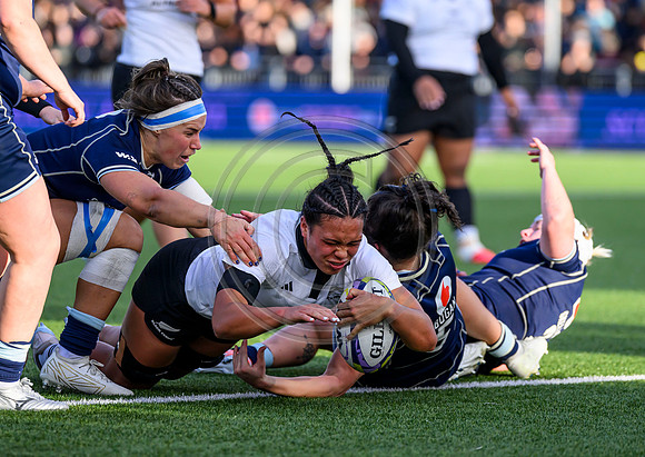 Scotland v New Zealand