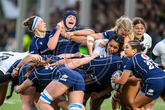 Scotland v New Zealand