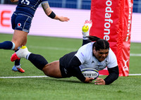 Scotland v New Zealand