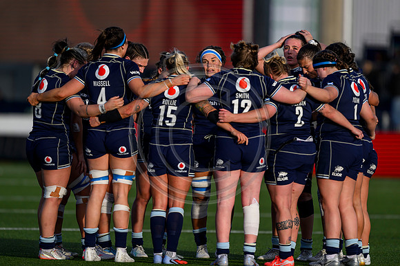 Scotland v New Zealand