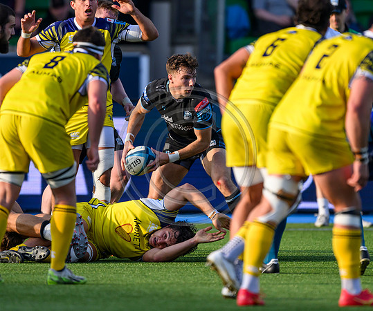 Warriors v Zebre