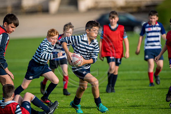 Apex Rugby Academy