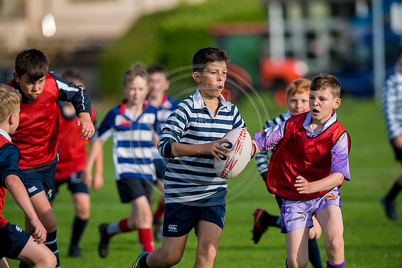 Apex Rugby Academy