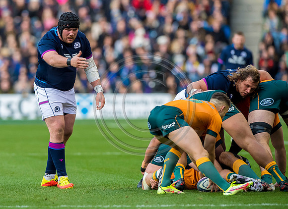 Scotland v Australia