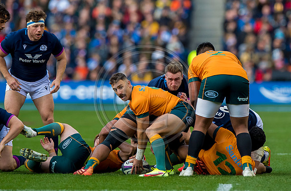 Scotland v Australia
