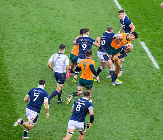 Scotland v Australia