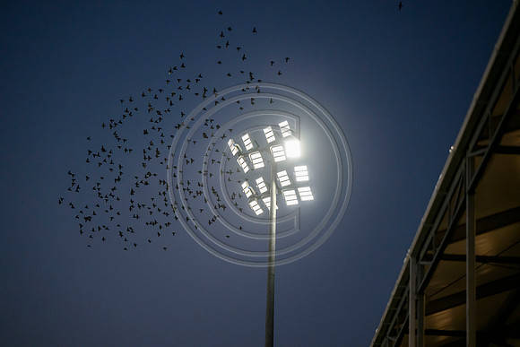 Edinburgh v Cardiff